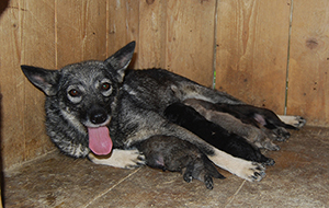 femmina di cane paratore che allatta i cuccioli